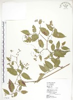 火炭母草、清飯藤藏品圖，第1張