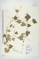 野牽牛藏品圖，第1張