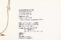 野牽牛藏品圖，第2張