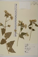 香澤蘭、飛機草藏品圖，第1張