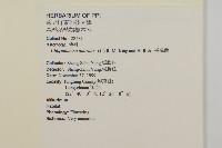 香澤蘭、飛機草藏品圖，第2張