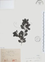 小葉赤楠藏品圖，第1張