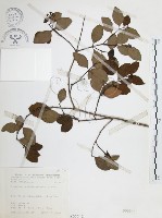 小葉赤楠藏品圖，第1張