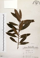 大明橘藏品圖，第1張