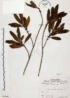 大明橘藏品圖，第1張