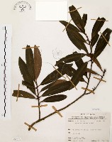 大明橘藏品圖，第1張