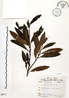 大明橘藏品圖，第1張