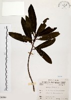 大明橘藏品圖，第1張