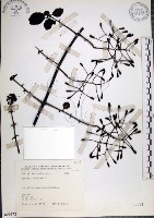 腺果藤、刺藤藏品圖，第1張