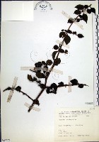 腺果藤、刺藤藏品圖，第1張