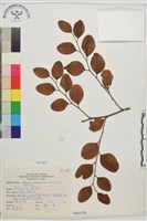 馬甲子藏品圖，第2張