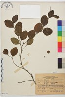 馬甲子藏品圖，第2張