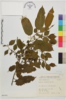 桶鉤藤藏品圖，第1張