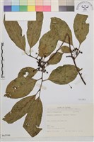 中原氏鼠李藏品圖，第1張