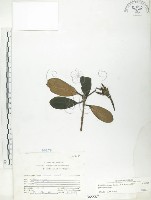 水筆仔藏品圖，第1張