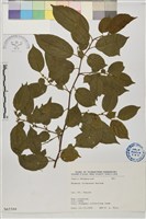 桶鉤藤藏品圖，第1張