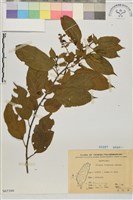 桶鉤藤藏品圖，第1張