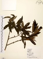 大明橘藏品圖，第1張