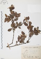 小葉赤楠藏品圖，第1張