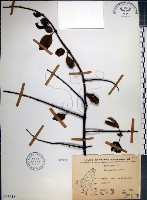 腺果藤、刺藤藏品圖，第1張