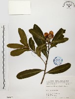 大頭茶藏品圖，第1張