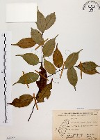 墨點櫻桃、黑星櫻藏品圖，第1張