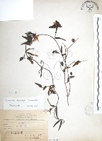 山素英藏品圖，第1張