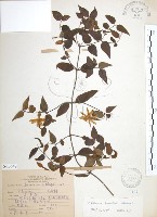 山素英藏品圖，第1張