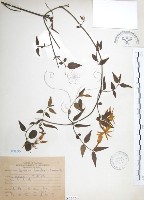 山素英藏品圖，第1張