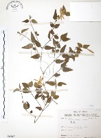 山素英藏品圖，第1張