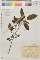 桶鉤藤藏品圖，第1張