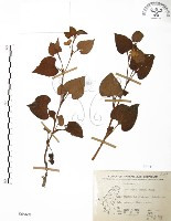 臭腥草、蕺菜藏品圖，第1張