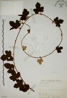 臺灣懸鉤子藏品圖，第1張