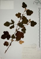 臺灣懸鉤子藏品圖，第1張