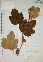 臺灣懸鉤子藏品圖，第1張
