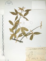 飛龍掌血藏品圖，第1張