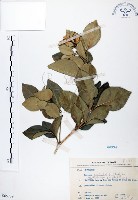 長果月橘藏品圖，第1張