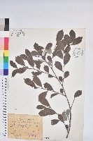 細葉饅頭果藏品圖，第1張