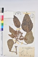 石栗藏品圖，第1張