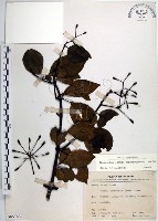 腺果藤、刺藤藏品圖，第1張