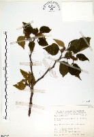 構樹藏品圖，第1張