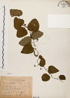 千金藤、金線吊烏龜藏品圖，第1張