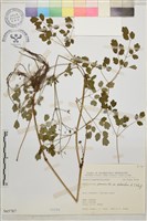 微毛爪哇唐松草藏品圖，第1張