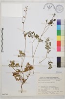 密葉唐松草藏品圖，第1張