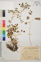 玉山唐松草藏品圖，第1張