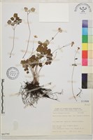 大花傅氏唐松草藏品圖，第1張