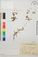 臺灣唐松草、臺灣鐵大烏藏品圖，第1張