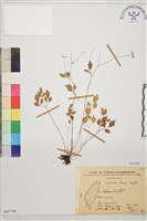 臺灣唐松草、臺灣鐵大烏藏品圖，第1張