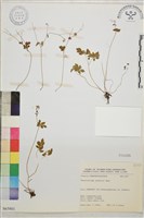 傅氏唐松草藏品圖，第1張