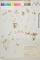 傅氏唐松草藏品圖，第1張